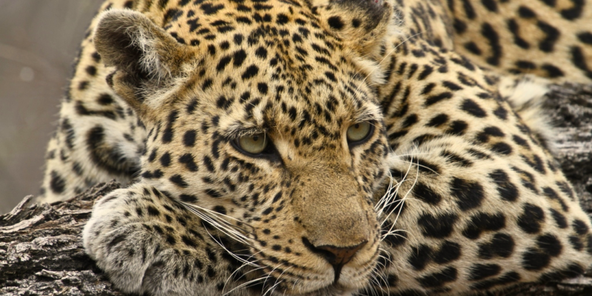 Stealth and claws: Life of the elusive leopard