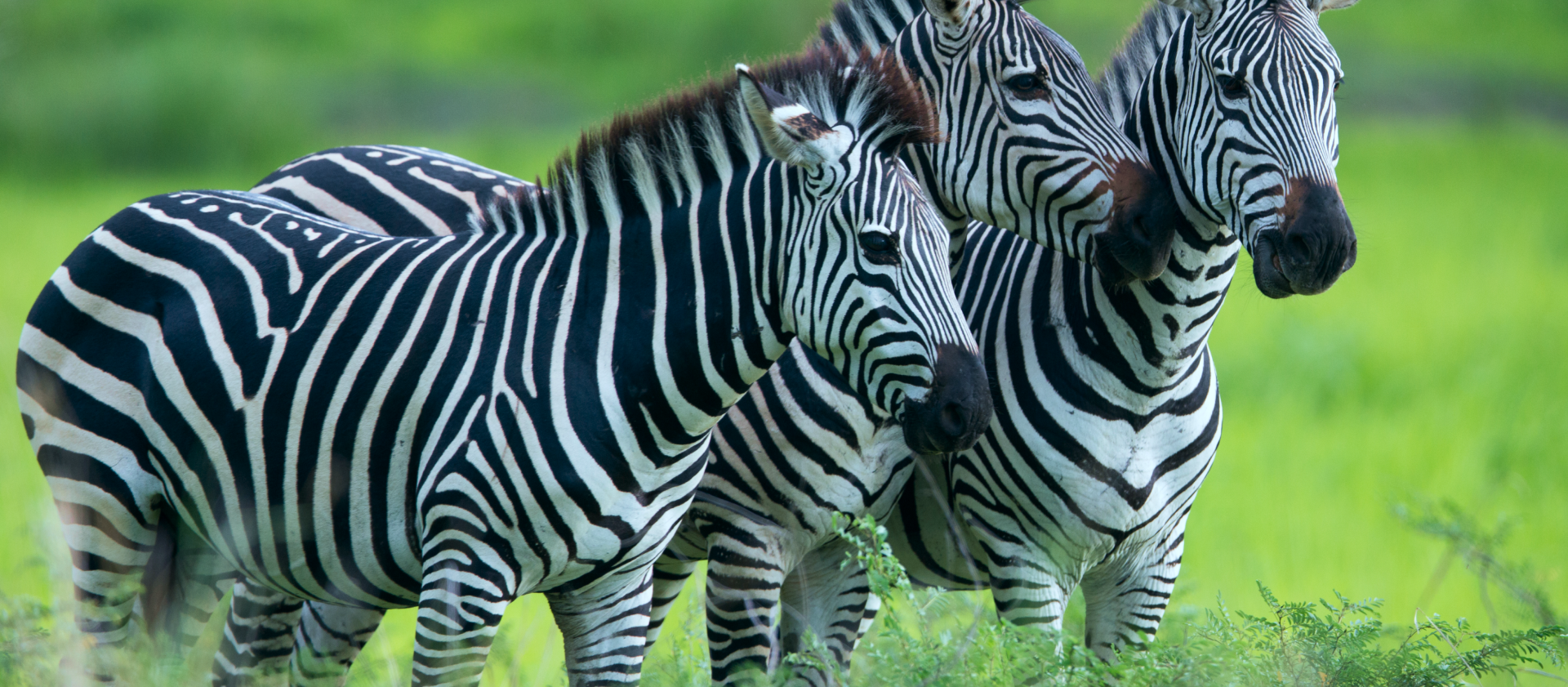 The best way to become a field guide