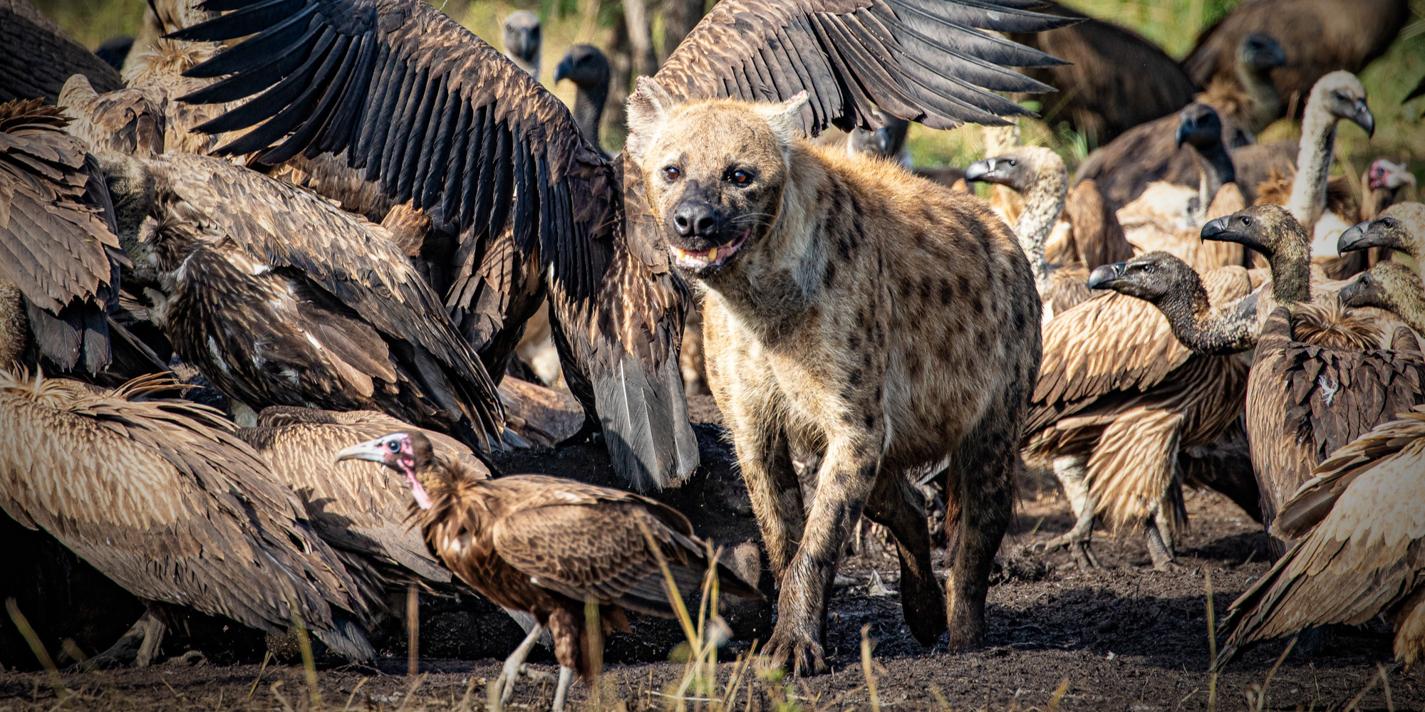 Spotted hyenas and how hydration shapes their survival