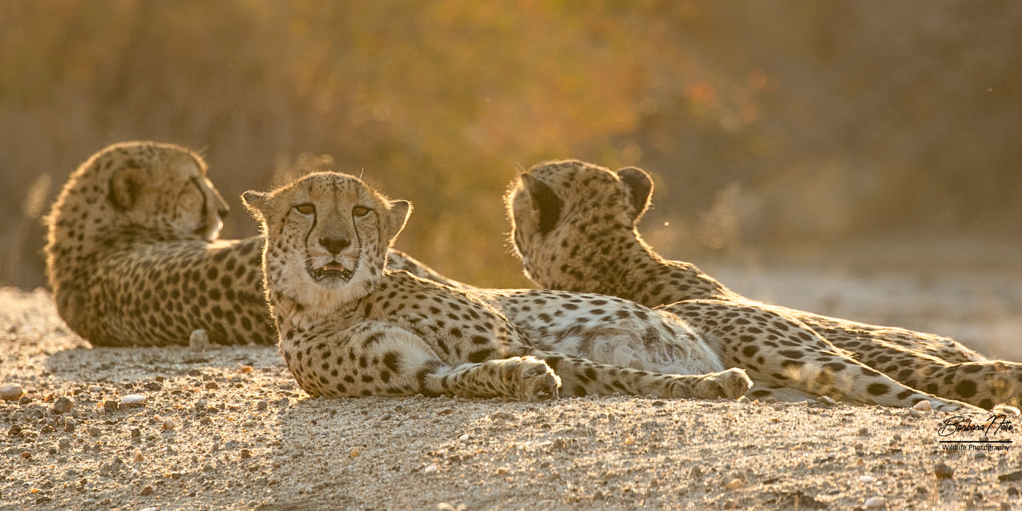Why Cheetahs Belong to Acinonyx, Not Panthera