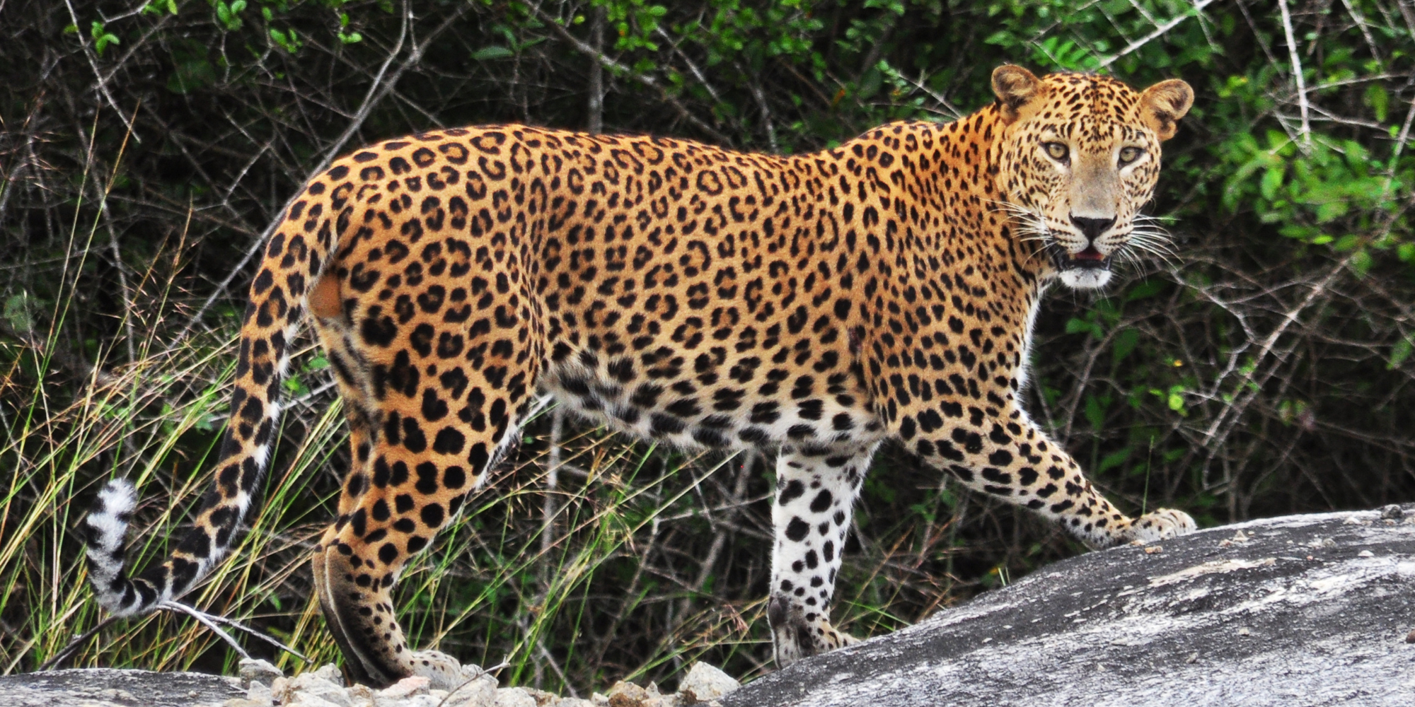 Understanding and protecting Africa’s elusive leopards