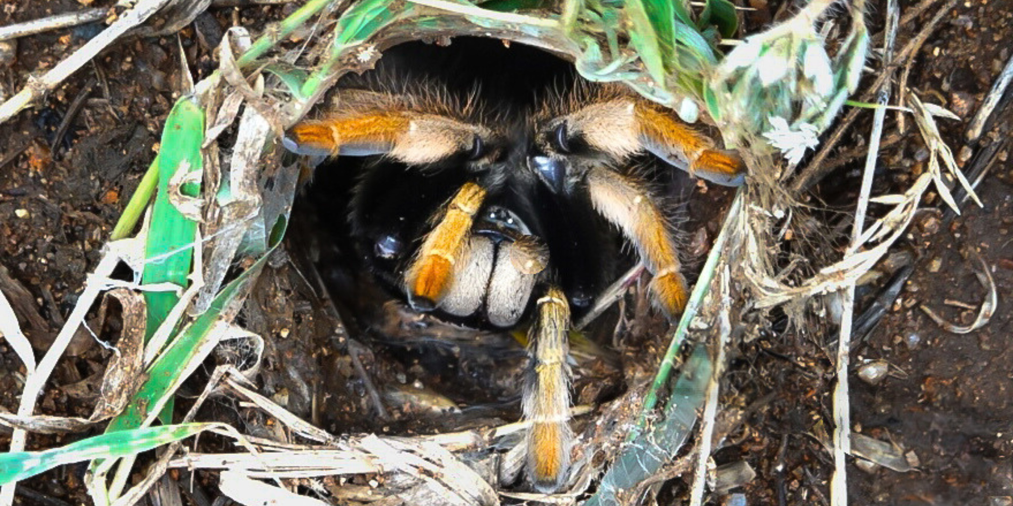 From fear to fascination: A closer look at baboon spiders