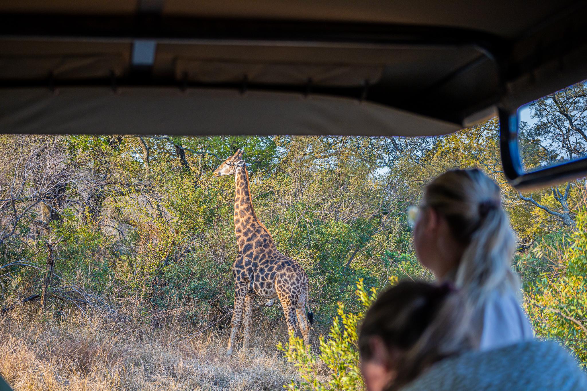 The secret life of giraffes – Facts about Africa’s tallest animal