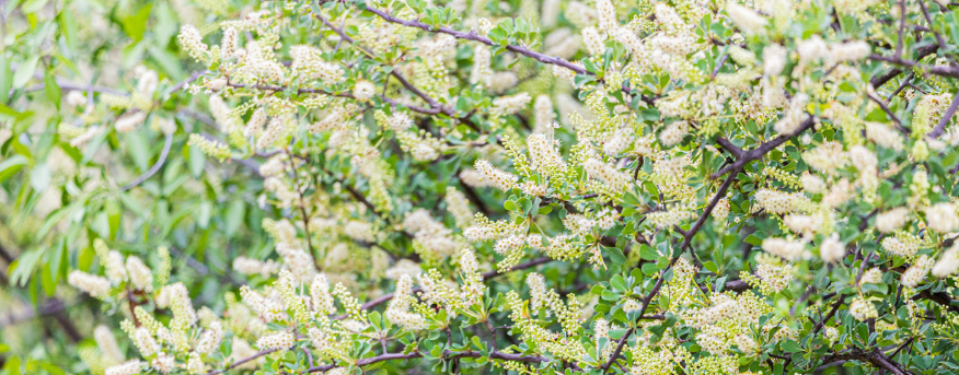 South African plants and cultural beliefs