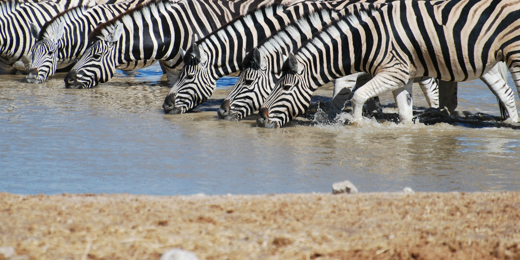 How did the zebra get its stripes? And other zebra facts and folklore