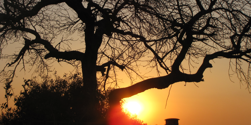 Mad for marula fruit: facts about the marula tree