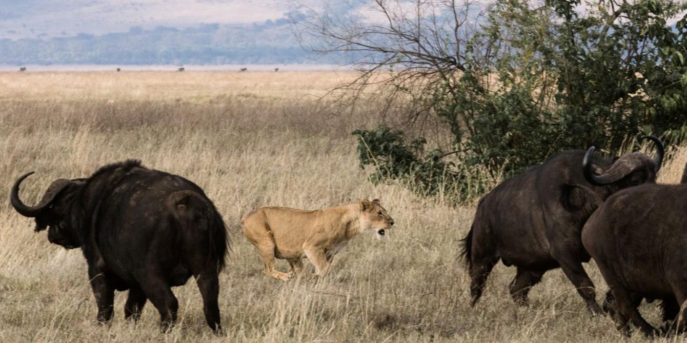 Lessons About Courage From The Wild