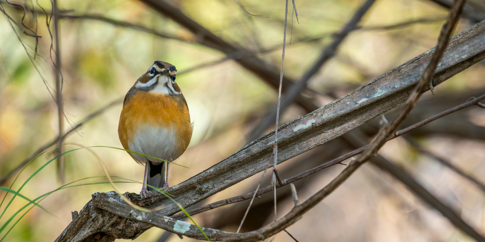 The art of staring at trees… Why birding is the ultimate safari guide flex