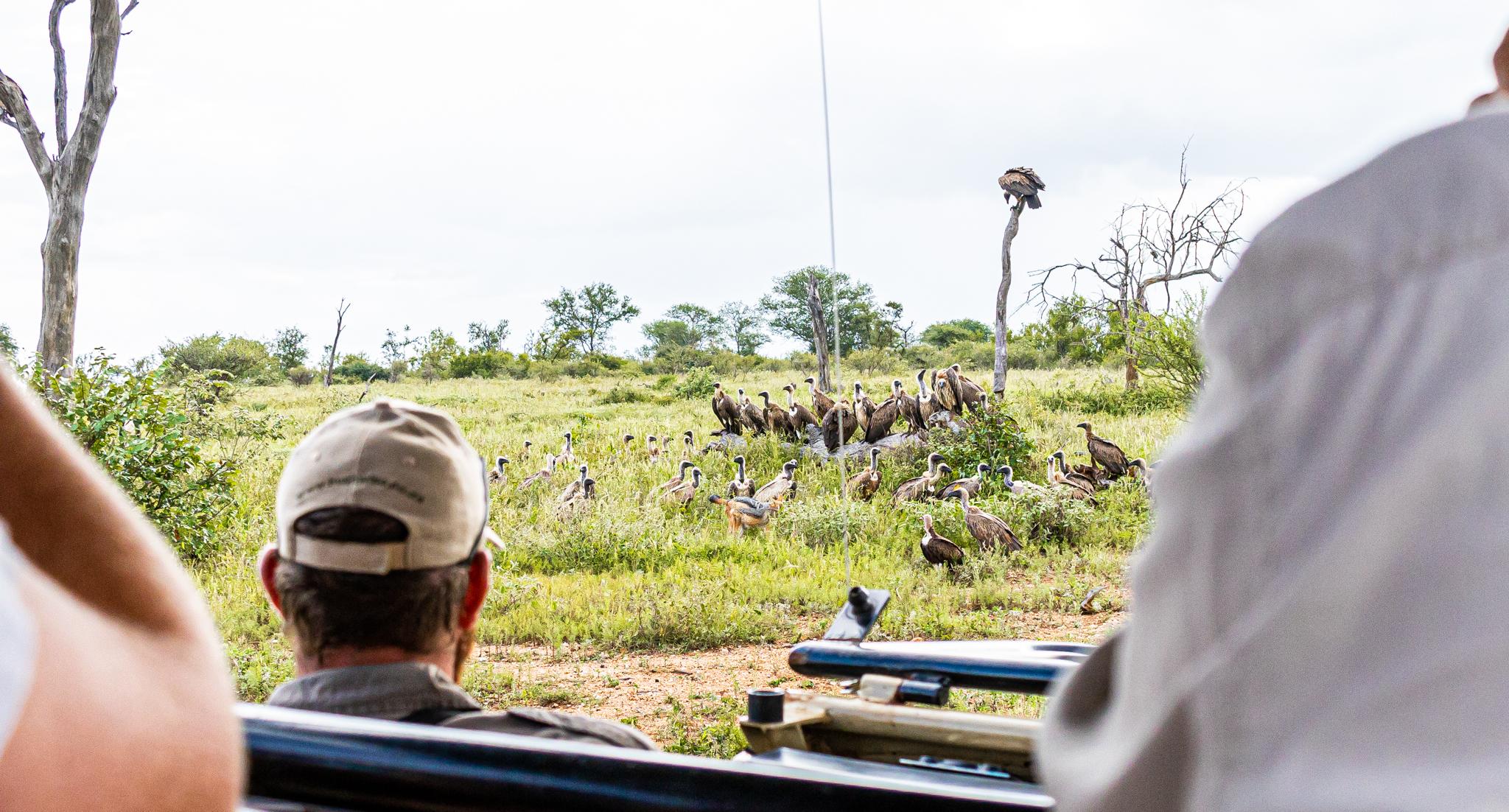 Wildlife jobs
