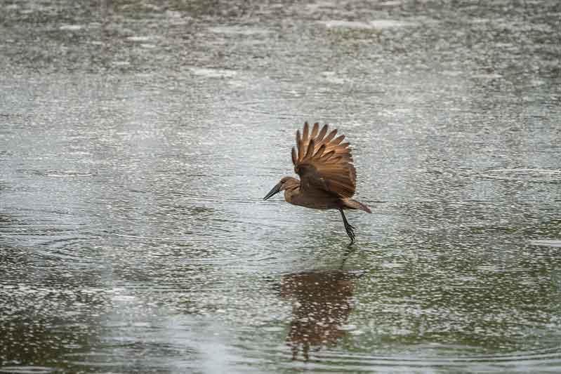 Birding