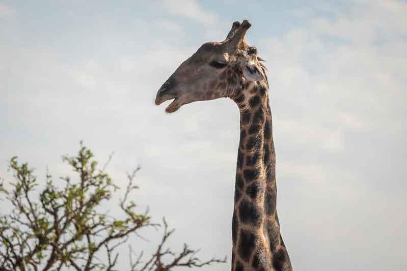 Animal behaviour