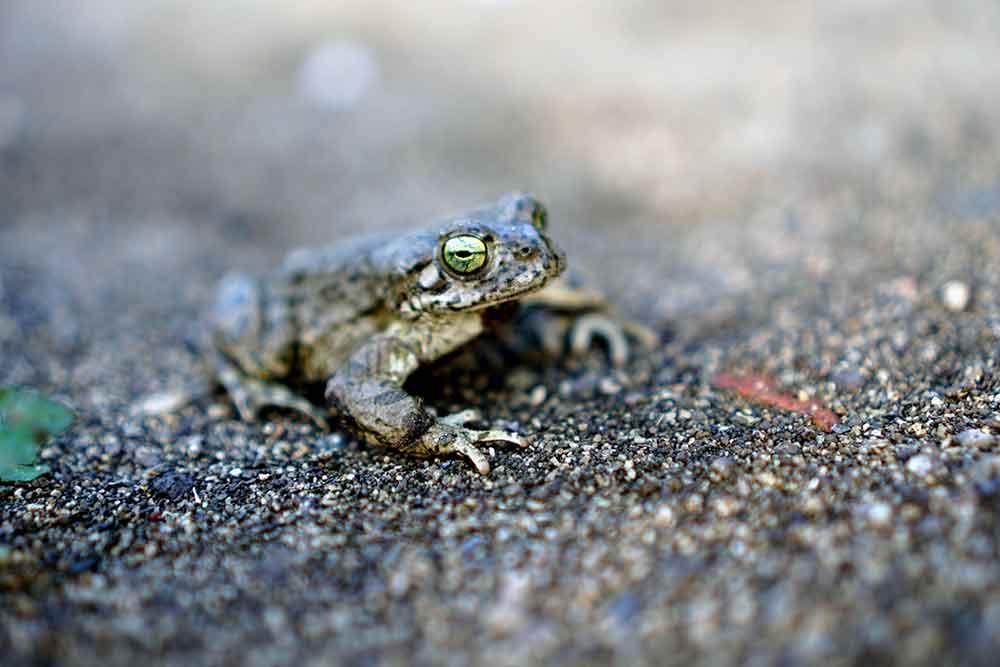 Amphibians